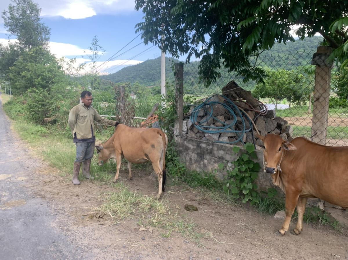 Đắk Lắk công bố dịch bệnh viêm da trên đàn gia súc