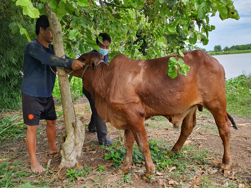 Hoang mang khi dịch bệnh hoành hành xảy ra trên đàn gia súc ở Đắk Lắk