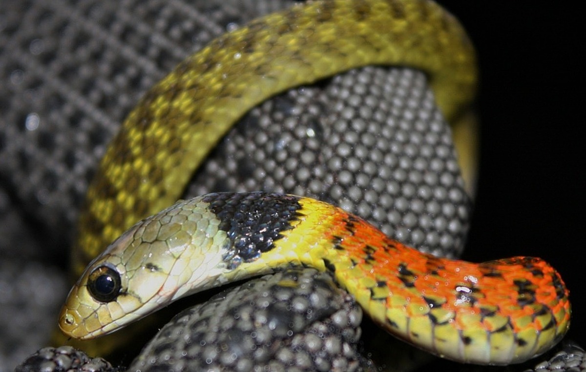 Hình ảnh con rắn thường mang ý nghĩa bí ẩn, nguy hiểm
