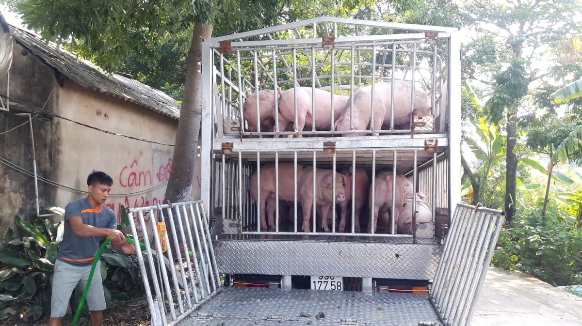 Tỉnh Điện Biên dịch tả lợn Châu Phi bùng phát nghiêm trọng
